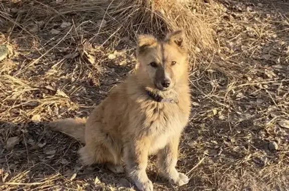 Пропала собака на Малоенисейской, Кызыл