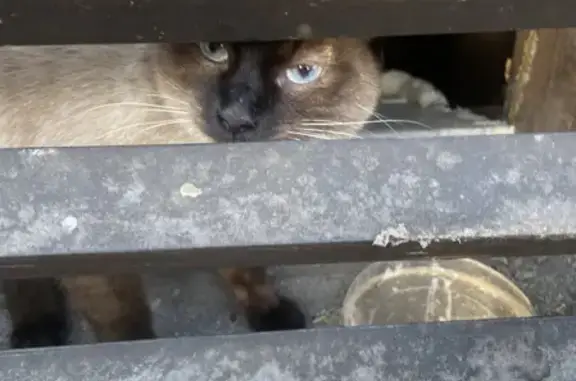 Найдена кошка в Новокузнецке