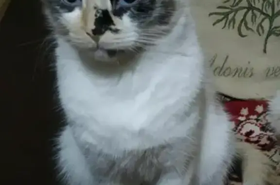 Кошки потеряшки, Тольятти, фото: Потеряшка кошка Алзира на ул. Чуковского, 2 в Тольятти