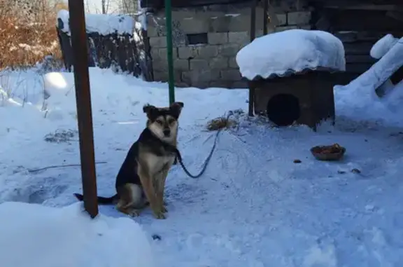 Пропала собака на Подснежном пер. 12-1, Ленинск-Кузнецкий