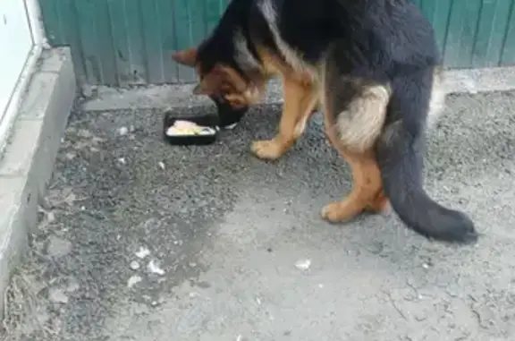 Найден отличный пёс на улице Михаила Миля, Казань