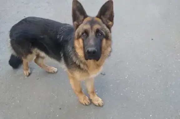 Найдена собака, Казань, фото: Найдена собака Авчарка на ул. Михаила Миля, Казань