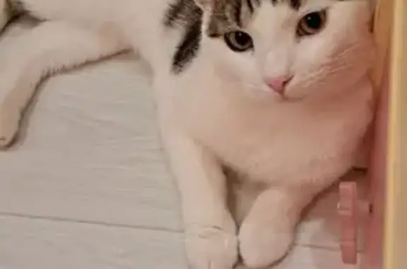 Пропала кошка в Боровичах, белый с серой спинкой