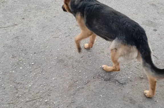 Найдена собака с ошейником: 27К-089, Медовое.