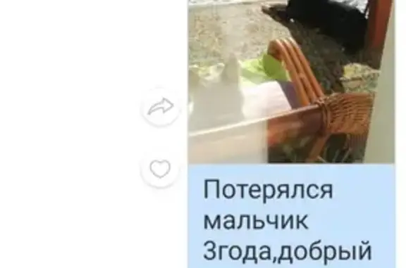 Пропала собака в Иркутске: помесь лайки, синий ошейник, 3 года.