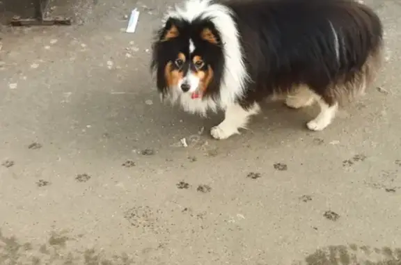 Найдена собака в Северном Тушино, ул. Планерная, 7