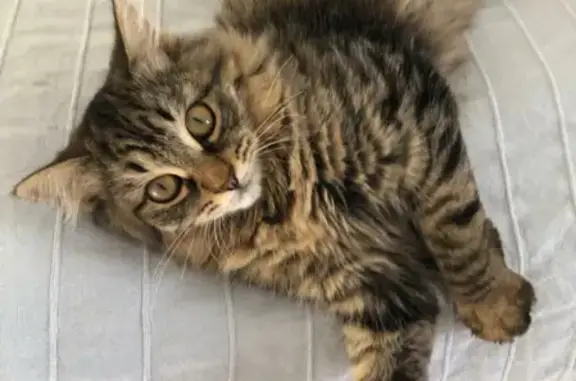 Кошки потеряшки, Ивановка, фото: Потеряшка кошка возле садика в Экодолье Ивановка, Оренбургская область