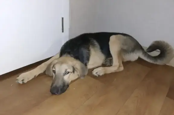 Собаки потеряшки, Нижний Новгород, фото: Потеряшка собака Доби на пл. Минина и Пожарского, НН