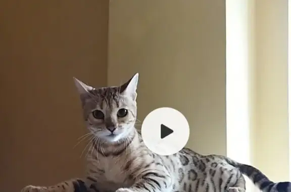 Кошки потеряшки, Ростов-на-Дону, фото: Потеряшка кошка Девочка на Артёмовской, 42