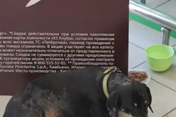 Собака Такса найдена на 5-й Кожуховской улице, Москва