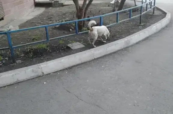 Собака найдена на ул. Братьев Кашириных, 97 в Челябинске.