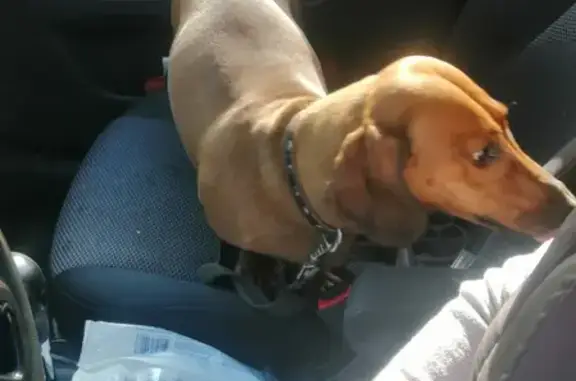 Найдена собака, Нижний Новгород, фото: Найден кобель таксы на Автомеханической