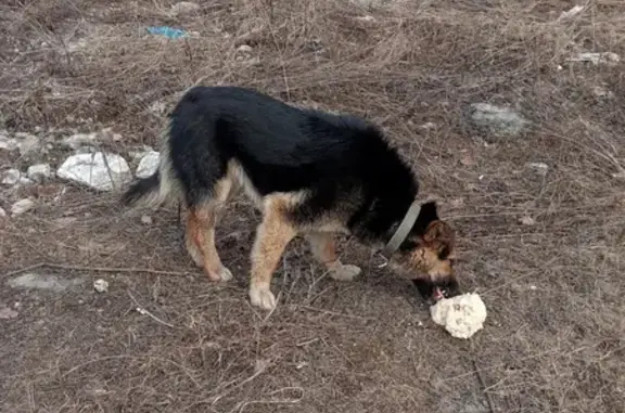 Собака найдена у ФОК Президентский на Уральском проспекте, Нижний Тагил.