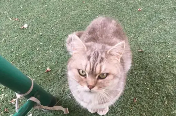 Серый зеленоглазый кот найден на улице Мира