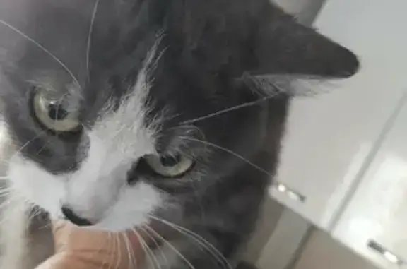 Найдена молодая кошка с пятном на носу по адресу 7-й Гранатовый переулок, 7