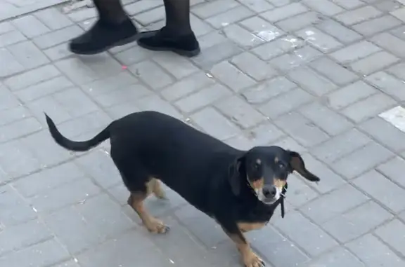 Найдена собака Боевая на улице 126 (возле метро)
