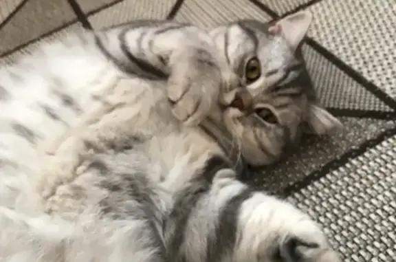 Кошки потеряшки, Иркутск, фото: Потеряшка котенок на улице Аргунова, Иркутск