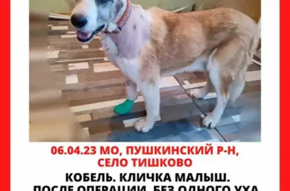 Пропала собака в Московской области: рыже-белый пёс с приметой.