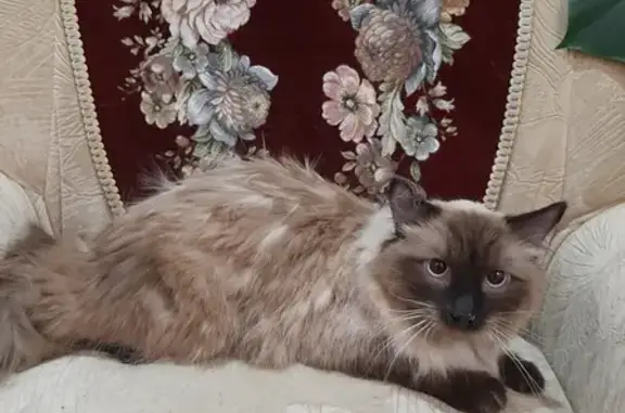 Найдена Сиамская кошка на пр. Мира 4А