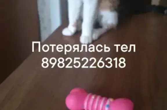 Пропала кошка Муся, ул. 60 лет Октября, 5Б, Нижневартовск.