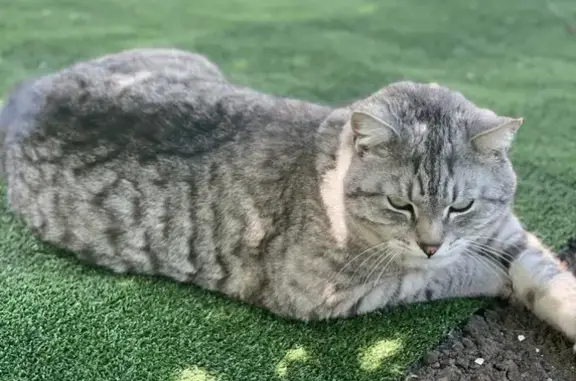 Объявления о пропавших и найденных животных, Васильево, фото: Пропал кот Маркиз на улице Космонавтов