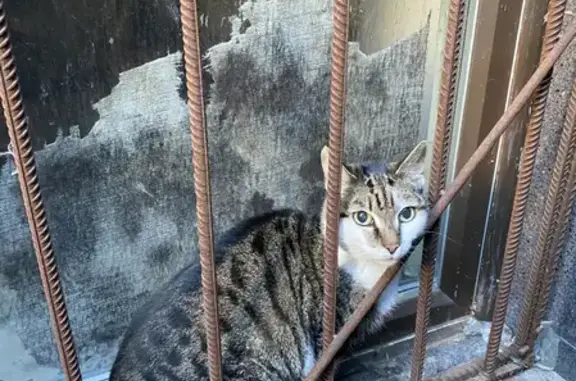 Найдена домашняя кошка на Кондратьевском проспекте, СПб