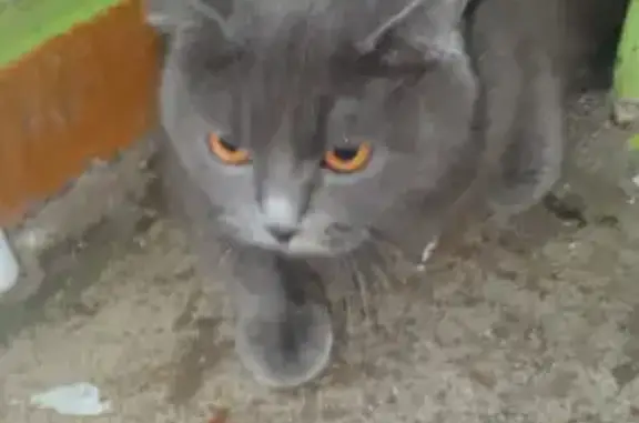 Найдена кошка на Белибейской, стрессовое состояние