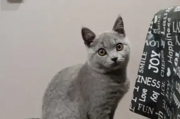 Потерянные животные Займище, фото: Пропал Британский котик возле медпункта в Займище, вознаграждение.