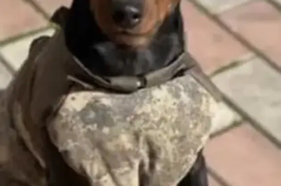 Пропала собака Чёрный цвергпинчер Томи, вознаграждение 20.000, Немчиновка