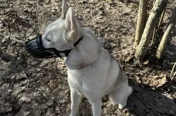 Собака найдена: метро Аннино, Варшавское шоссе 160 к3 с2