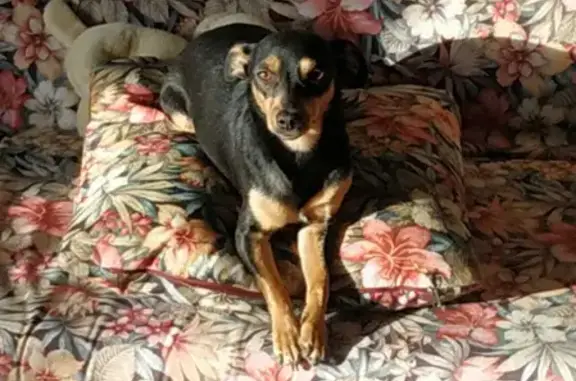 Пропала собака Яра в Надеждинском поселении, Омская область