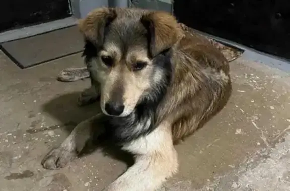Найдена слепая собака в Сергиевом Посаде