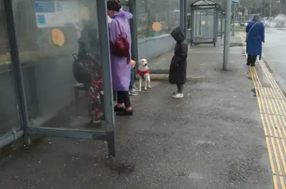 Найдена собака на Курортном проспекте, Сочи