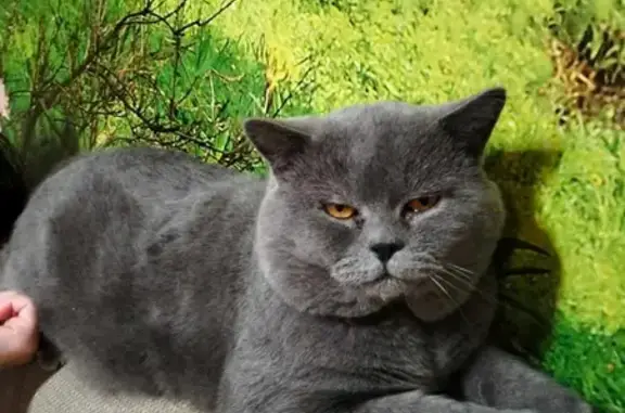 Пропала кошка в Горно-Алтайске, британец серо-голубого окраса.