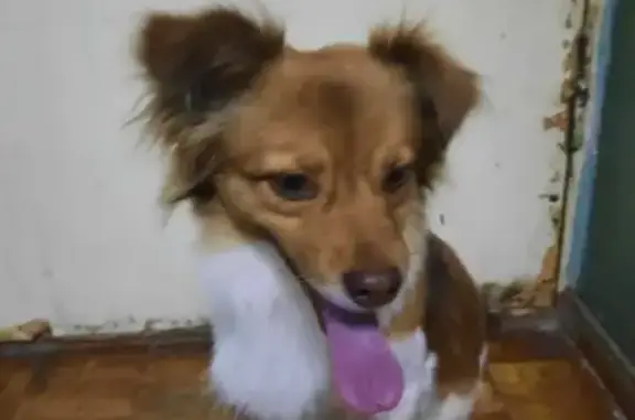 Найдена собака на ул. Маршала Еременко, 112, Волгоград