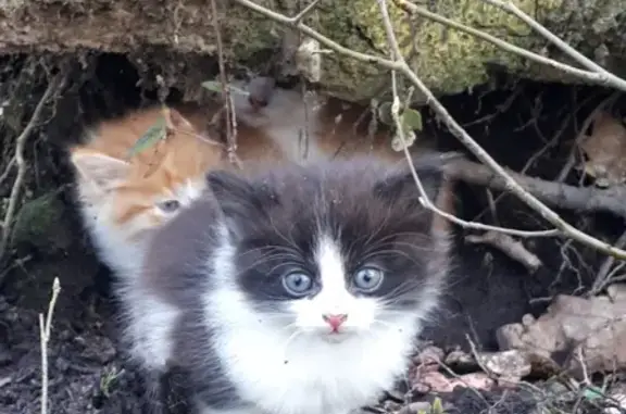 Найдены 3 котенка на Малой Лесной улице, Калининград