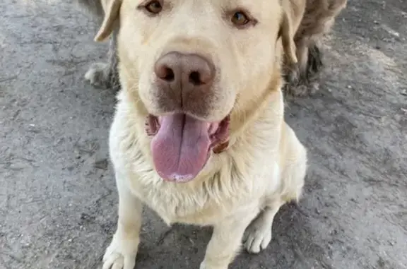 Найдена собака в домодедовском районе, ищем хозяина