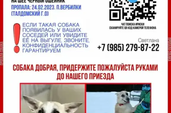 Пропала собака на улице Забырина, Вербилки