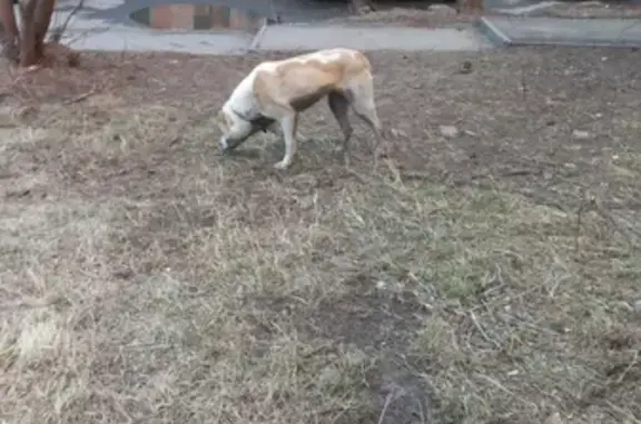 Найдена собака в Новосибирске, ищем хозяина