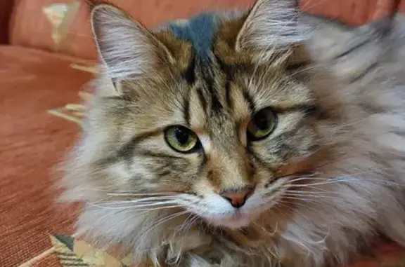 Пропала коричневая кошка на Усадебной улице, Рязань