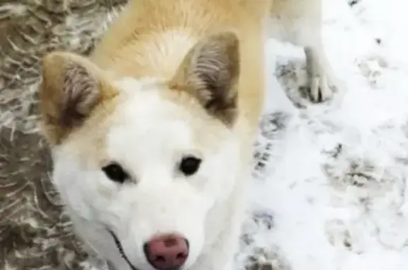 Пропала собака Биба на улице Гагарина, Дмитров