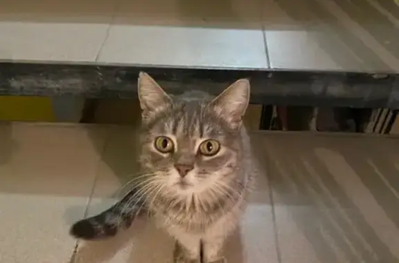 Найдена кошка на улице Савушкина, Астрахань