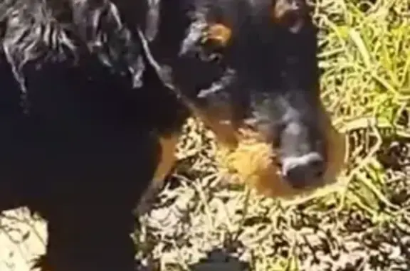 Найдена собака, Нижний Новгород, фото: Найдена собака на Кемеровской улице, Н. Новгород