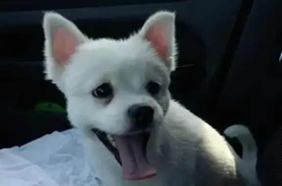Найдена белая собака на Ветеранов, 143 к1