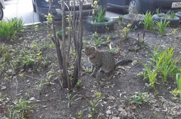 Найден кот на Пензенской, 41 в Саратове