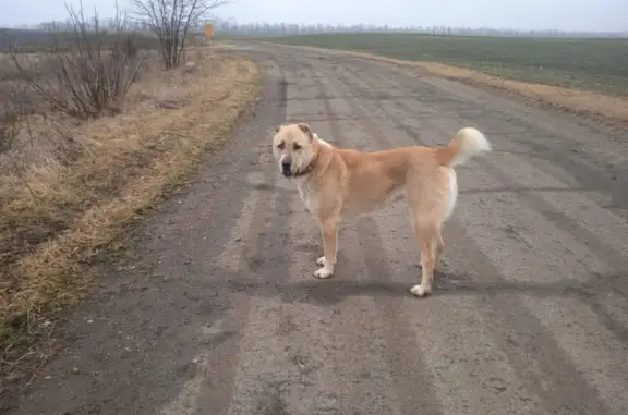 Пропала собака, Туркменский алабай, Совхозная улица