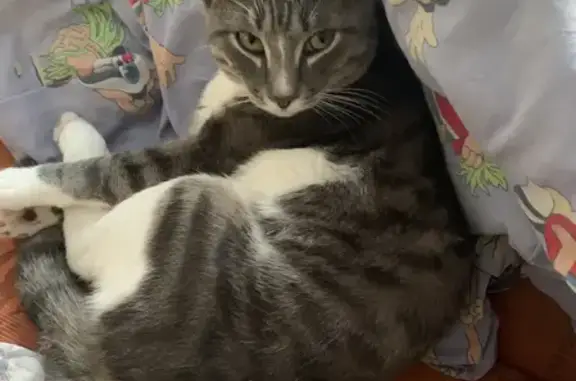 Кошки потеряшки, Омск, фото: Потеряшка кошка Тима на ул. Труда 1/3, Омск