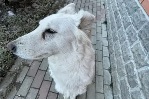 Пропала Белая швейцарская овчарка на Экспериментальной улице