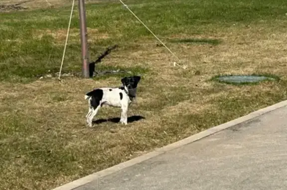 Собака найдена в Зеленограде, ошейник № 684