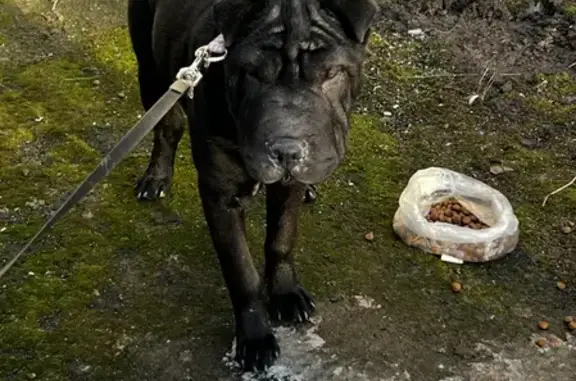 Найдена собака, Санкт-Петербург, фото: Собака найдена на пр. Сизова, 20 к1, СПб